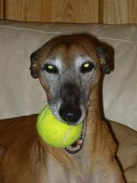 Whippet-Hündin: DONNA