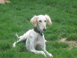 Saluki-Hündin: DOUNJA