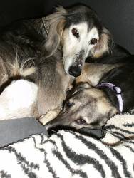 Saluki-Rüde: EMANUEL