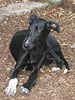 Galgo-Grey-Mix-Hündin: EMILIA