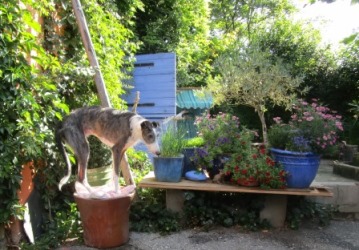 Galgo-Espanol-Rüde: EMIL