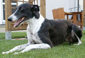 Greyhound-Hündin: ESTELLE