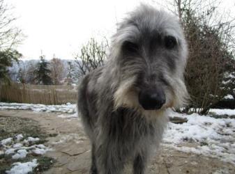 Deerhound-Rüde: FINLEY