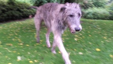 Irish-Wolfhound-Rüde: FINN
