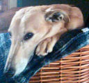Whippet-Grey-Mix-Rüde: FREDDY
