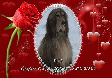 Afghanen-Rüde: GEYSON