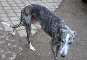 Galgo-Espanol-Rüde: PACO