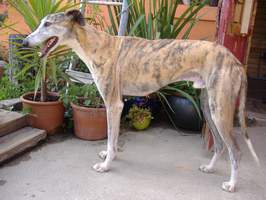 Greyhound-Rüde: GIGI