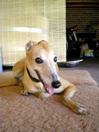 Greyhound-Hündin: LADY