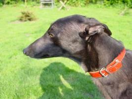 Greyhound-Hündin: DAISY