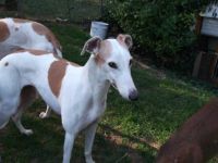 Greyhound-Hündin: DARKNESS