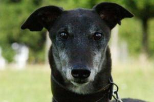 Greyhound-Rüde: JET oder auch BALU