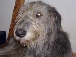 Irish-Wolfhound-Rüde: HANS-HEINRICH