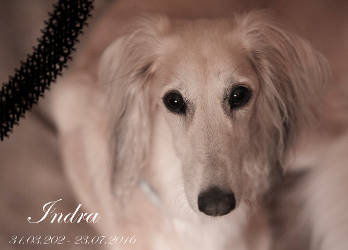 Saluki-Hündin: INDRA