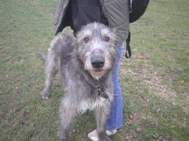 Irish-Wolfhound-Rüde: ALFIE