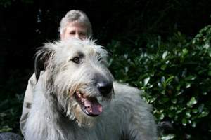 Irish-Wolfhound-Rüde: CHARLIE