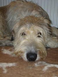 Irish-Wolfhound-Hündin: LUNA
