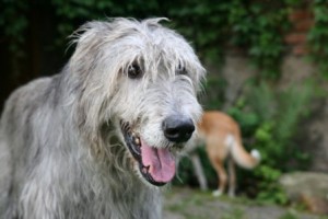 Irish-Wolfhound-Rüde: NOAH