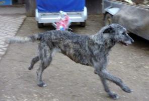 Irish-Wolfhound-Hündin: ODRI