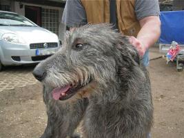 Irish-Wolfhound-Hündin: TESSA