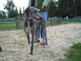 Lurcher-Rüde: JACK
