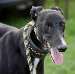 Greyhound-Hündin: JETTA