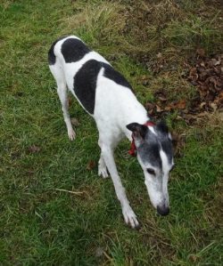 Greyhound-Hündin: JOSY