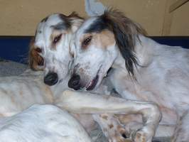 Saluki-Pärchen: JUDY & JUSTIN 