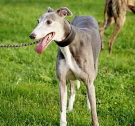 Greyhound-Hündin: JULIA