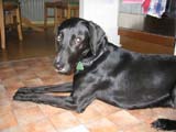 Windhund-Labrador-Mix-Hündin: Kassy