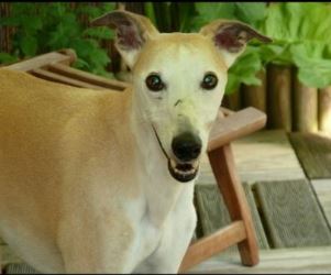 Whippet-Rüde: KENZO
