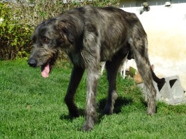 Irish-Wolfhound-Rüde: KING