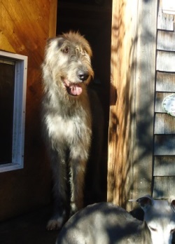 Irish-Wolfhound-Rüde: KIRON