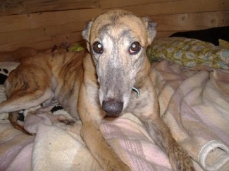 Greyhound-Hündin: LAURIE