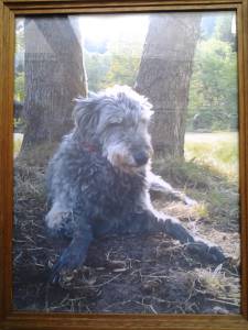 Deerhound-Hündin: LEA