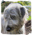 Irish-Wolfhound-Hündin: LEONDA 