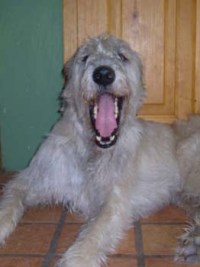 Irish-Wolfhound-Rüde: LEON