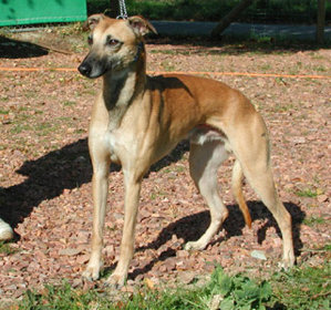 Whippet-Rüde: LEO