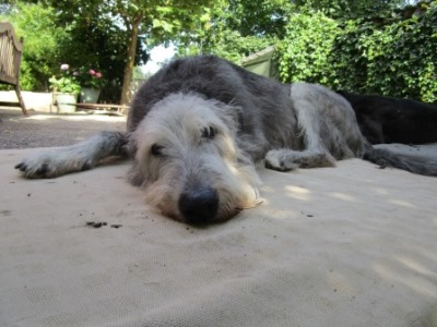 Irish-Wolfhound-Hündin: LIEBCHEN