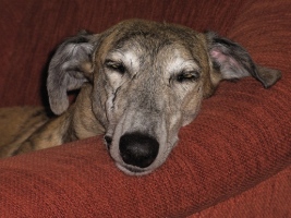 Galgo-Espanol-Rüde: LITTLE