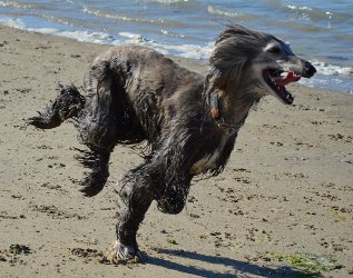 Afghanen-Hündin: LOULOU