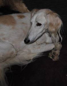 Saluki-Rüde: LUDWIG