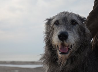 Irish-Wolfhound-Hündin: MAE
