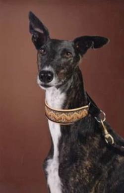 Galgo-Espanol-Rüde: MALIK