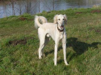 Saluki-Rüde: MARTY