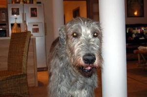 Irish-Wolfhound-Rüde: OTIS