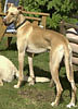 Greyhound-Mischlings-Rüde: PAUL