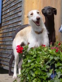 Galgo-Espanol-Hündin: FRÄULEIN PAULINE