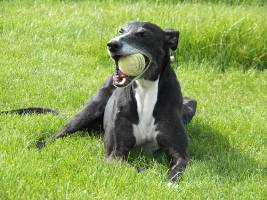 Galgo-Grey-Rüde: PEDRO