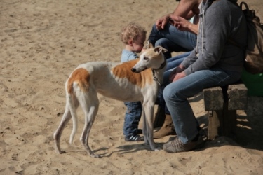 Greyhound-Hündin: PETIN